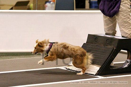 Dawg Derby Flyball Tournement<br />July 12, 2009<br />Classic Center<br />Athens, Ga