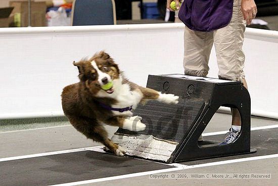 Dawg Derby Flyball Tournement<br />July 12, 2009<br />Classic Center<br />Athens, Ga