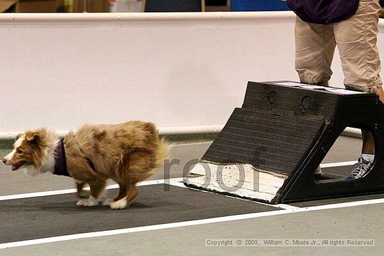 Dawg Derby Flyball Tournement<br />July 12, 2009<br />Classic Center<br />Athens, Ga