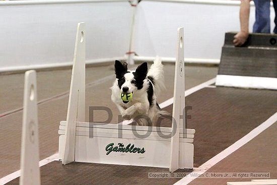 Dawg Derby Flyball Tournement<br />July 12, 2009<br />Classic Center<br />Athens, Ga