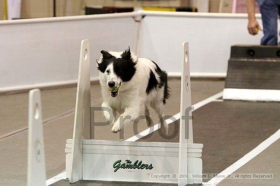 Dawg Derby Flyball Tournement<br />July 12, 2009<br />Classic Center<br />Athens, Ga