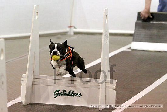 Dawg Derby Flyball Tournement<br />July 12, 2009<br />Classic Center<br />Athens, Ga