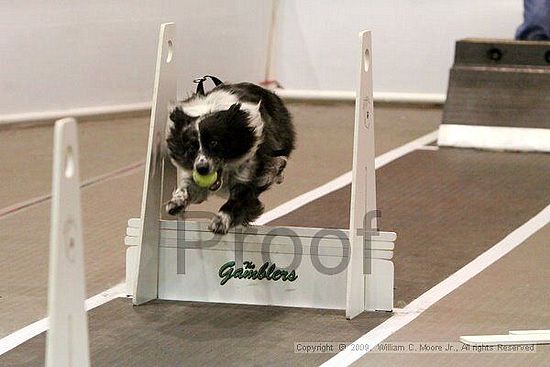 Dawg Derby Flyball Tournement<br />July 12, 2009<br />Classic Center<br />Athens, Ga