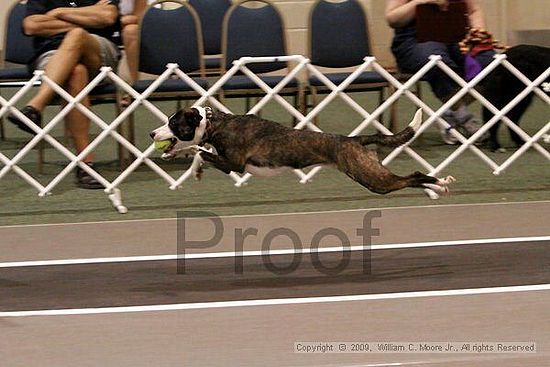 Dawg Derby Flyball Tournement<br />July 12, 2009<br />Classic Center<br />Athens, Ga