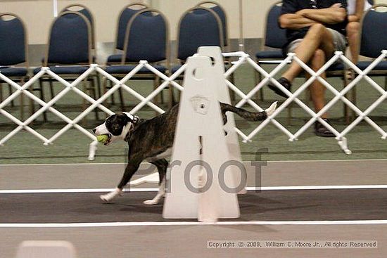 Dawg Derby Flyball Tournement<br />July 12, 2009<br />Classic Center<br />Athens, Ga