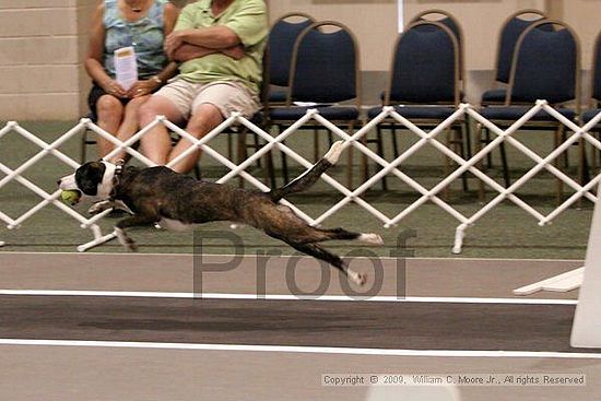 Dawg Derby Flyball Tournement<br />July 12, 2009<br />Classic Center<br />Athens, Ga