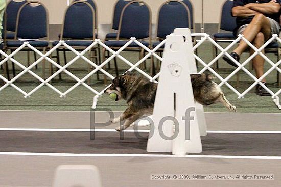 Dawg Derby Flyball Tournement<br />July 12, 2009<br />Classic Center<br />Athens, Ga