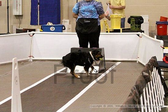 Dawg Derby Flyball Tournement<br />July 12, 2009<br />Classic Center<br />Athens, Ga