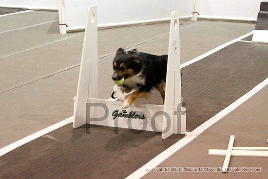 Dawg Derby Flyball Tournement<br />July 12, 2009<br />Classic Center<br />Athens, Ga