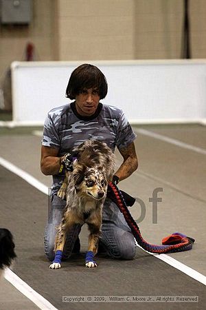 Dawg Derby Flyball Tournement<br />July 12, 2009<br />Classic Center<br />Athens, Ga