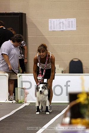 Dawg Derby Flyball Tournement<br />July 12, 2009<br />Classic Center<br />Athens, Ga