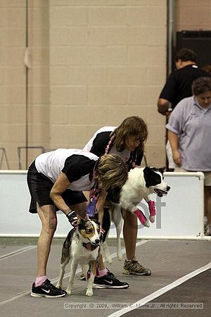 Dawg Derby Flyball Tournement<br />July 12, 2009<br />Classic Center<br />Athens, Ga