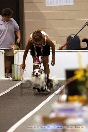 Dawg Derby Flyball Tournement<br />July 12, 2009<br />Classic Center<br />Athens, Ga