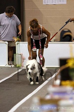 Dawg Derby Flyball Tournement<br />July 12, 2009<br />Classic Center<br />Athens, Ga