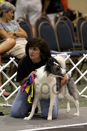 Dawg Derby Flyball Tournement<br />July 12, 2009<br />Classic Center<br />Athens, Ga