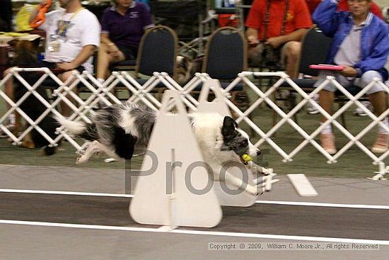 Dawg Derby Flyball Tournement<br />July 12, 2009<br />Classic Center<br />Athens, Ga