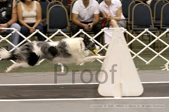 Dawg Derby Flyball Tournement<br />July 12, 2009<br />Classic Center<br />Athens, Ga