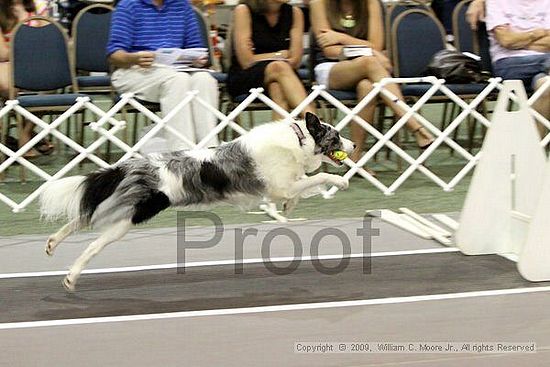 Dawg Derby Flyball Tournement<br />July 12, 2009<br />Classic Center<br />Athens, Ga