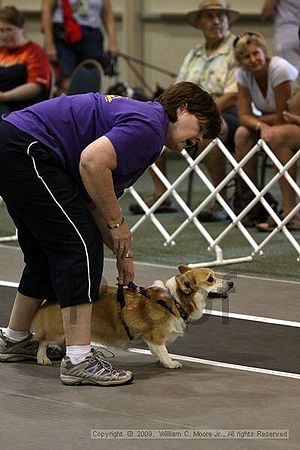 Dawg Derby Flyball Tournement<br />July 12, 2009<br />Classic Center<br />Athens, Ga