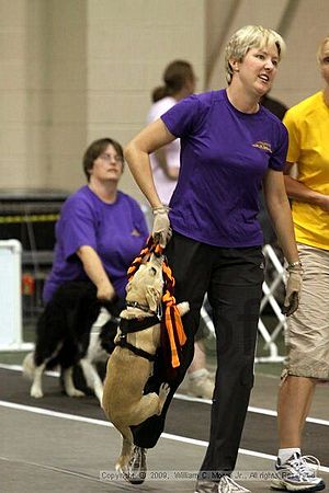 Dawg Derby Flyball Tournement<br />July 12, 2009<br />Classic Center<br />Athens, Ga