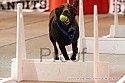 img_9596_thm.jpg