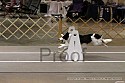 img_9671_thm.jpg