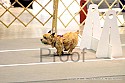 img_0078_thm.jpg