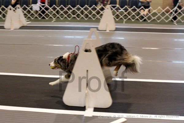 IMG_6895.jpg - Dawg Derby Flyball TournementJuly 10, 2010Classic CenterAthens, Ga