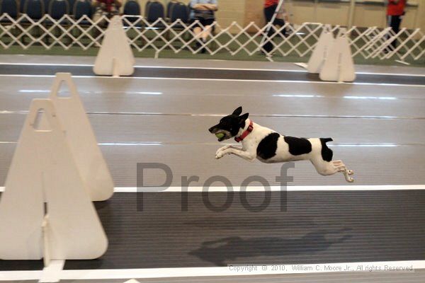 IMG_6896.jpg - Dawg Derby Flyball TournementJuly 10, 2010Classic CenterAthens, Ga