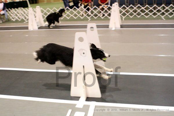 IMG_6909.jpg - Dawg Derby Flyball TournementJuly 10, 2010Classic CenterAthens, Ga