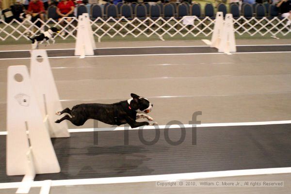 IMG_6911.jpg - Dawg Derby Flyball TournementJuly 10, 2010Classic CenterAthens, Ga