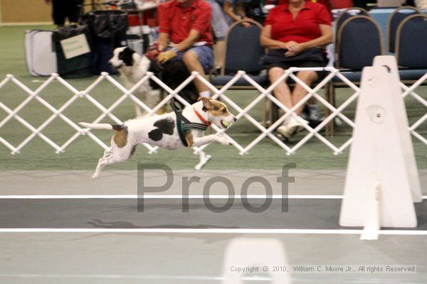 IMG_6921.jpg - Dawg Derby Flyball TournementJuly 10, 2010Classic CenterAthens, Ga