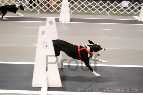 IMG_6937.jpg - Dawg Derby Flyball TournementJuly 10, 2010Classic CenterAthens, Ga