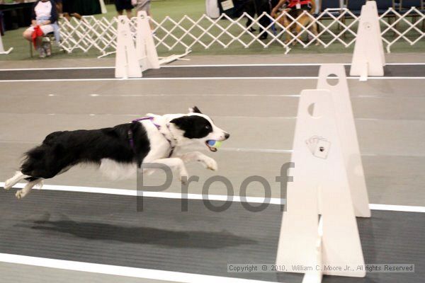 IMG_6940.jpg - Dawg Derby Flyball TournementJuly 10, 2010Classic CenterAthens, Ga