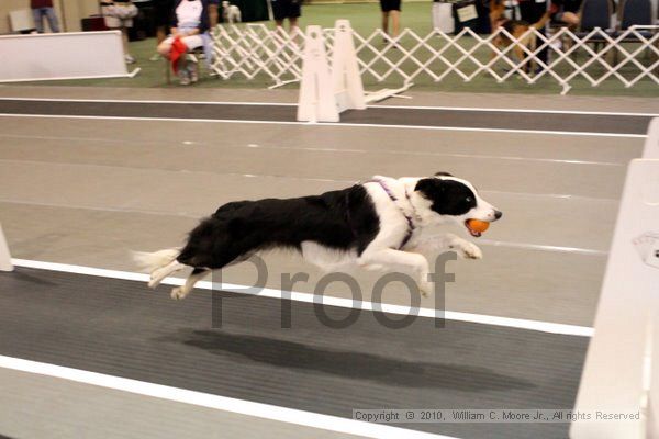 IMG_6942.jpg - Dawg Derby Flyball TournementJuly 10, 2010Classic CenterAthens, Ga