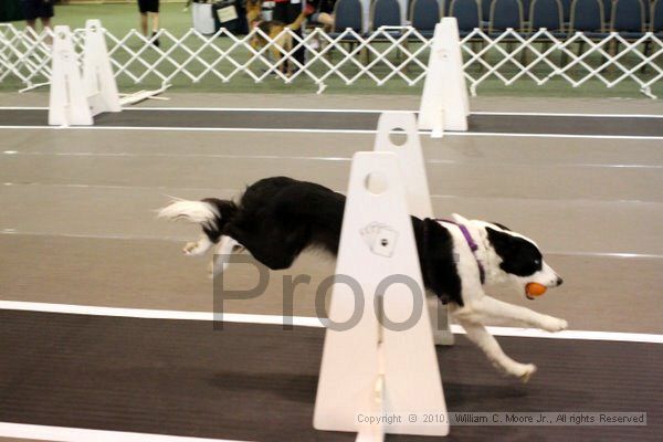 IMG_6943.jpg - Dawg Derby Flyball TournementJuly 10, 2010Classic CenterAthens, Ga