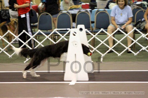 IMG_6946.jpg - Dawg Derby Flyball TournementJuly 10, 2010Classic CenterAthens, Ga