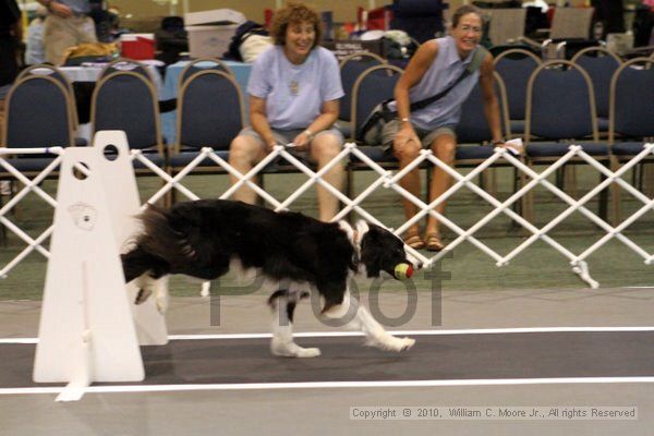 IMG_6947.jpg - Dawg Derby Flyball TournementJuly 10, 2010Classic CenterAthens, Ga