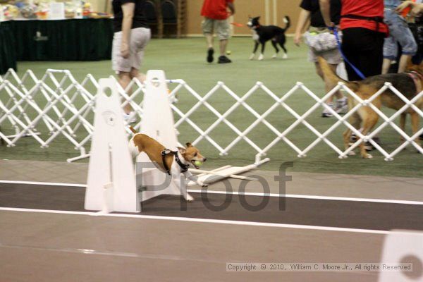 IMG_6949.jpg - Dawg Derby Flyball TournementJuly 10, 2010Classic CenterAthens, Ga