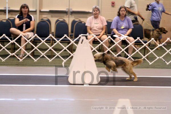 IMG_6956.jpg - Dawg Derby Flyball TournementJuly 10, 2010Classic CenterAthens, Ga