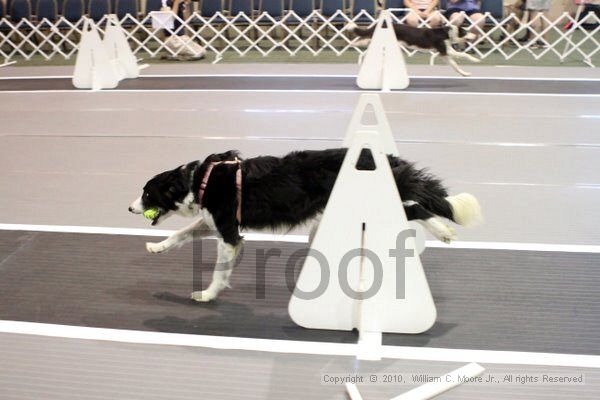 IMG_6963.jpg - Dawg Derby Flyball TournementJuly 10, 2010Classic CenterAthens, Ga