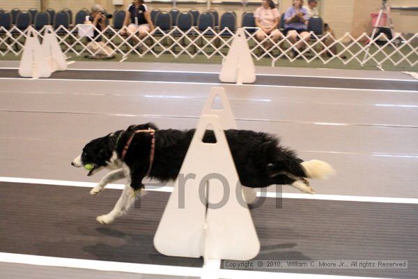 IMG_6967.jpg - Dawg Derby Flyball TournementJuly 10, 2010Classic CenterAthens, Ga