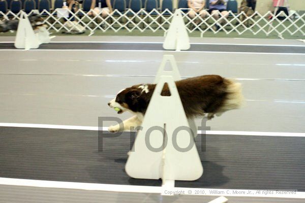 IMG_6969.jpg - Dawg Derby Flyball TournementJuly 10, 2010Classic CenterAthens, Ga