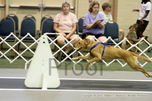 IMG_6978.jpg - Dawg Derby Flyball TournementJuly 10, 2010Classic CenterAthens, Ga