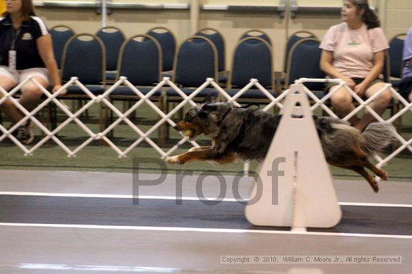 IMG_6983.jpg - Dawg Derby Flyball TournementJuly 10, 2010Classic CenterAthens, Ga