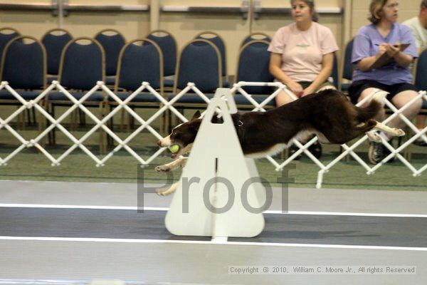 IMG_6989.jpg - Dawg Derby Flyball TournementJuly 10, 2010Classic CenterAthens, Ga