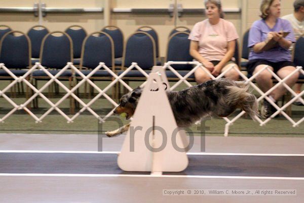 IMG_6991.jpg - Dawg Derby Flyball TournementJuly 10, 2010Classic CenterAthens, Ga