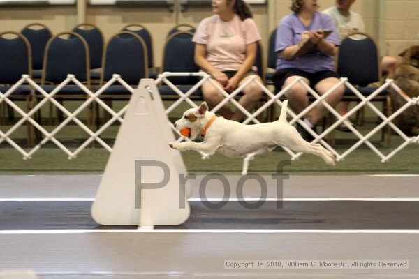 IMG_6992.jpg - Dawg Derby Flyball TournementJuly 10, 2010Classic CenterAthens, Ga