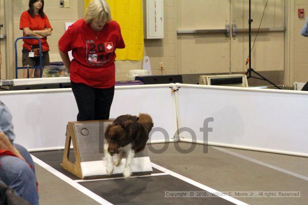 IMG_7001.jpg - Dawg Derby Flyball TournementJuly 10, 2010Classic CenterAthens, Ga