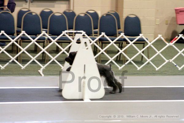 IMG_7009.jpg - Dawg Derby Flyball TournementJuly 10, 2010Classic CenterAthens, Ga